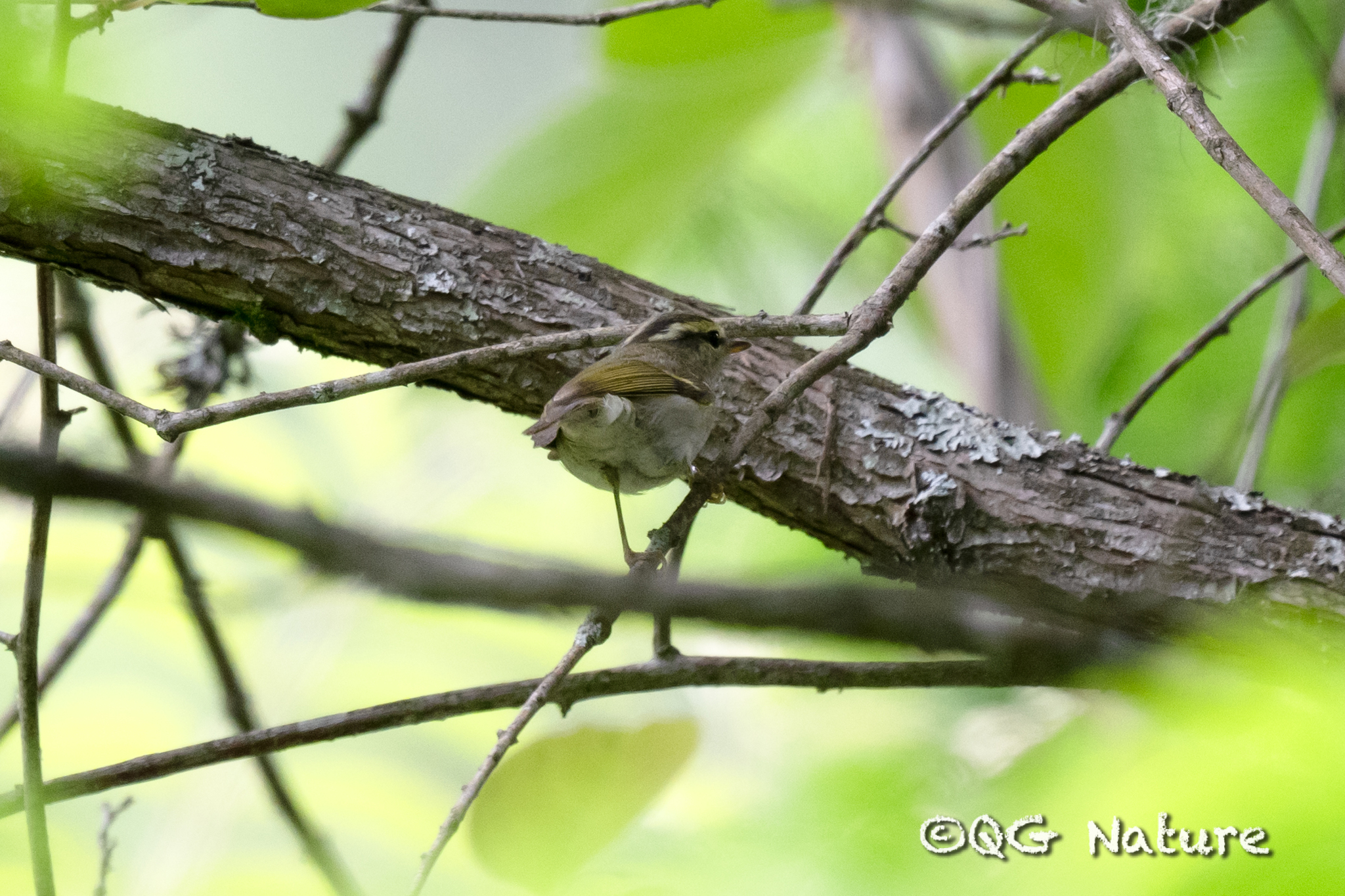 Blyth's Leaf Warbler
