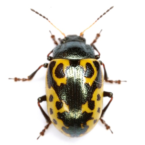 Calligrapha signatipennis