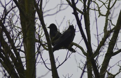 Corvus corone