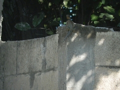 Sceloporus serrifer