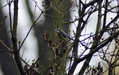Cyanistes caeruleus