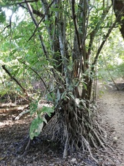 Bravaisia integerrima