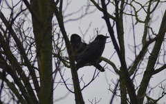 Corvus corone