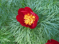Paeonia tenuifolia