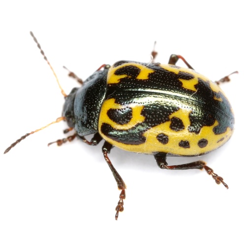 Calligrapha signatipennis