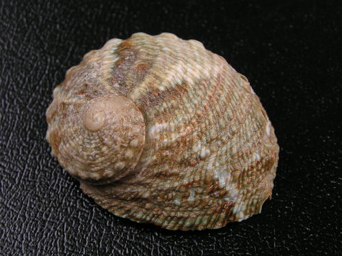 Common Ear Shell Circular ear shell | Native Nature