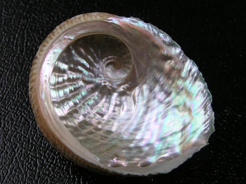 Common Ear Shell Circular ear shell | Native Nature