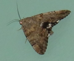 Achaea catella