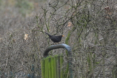 Turdus merula