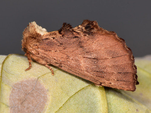 Coxcomb Prominent