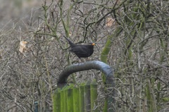 Turdus merula