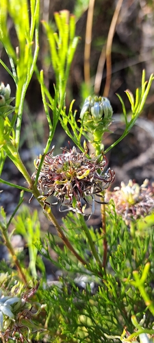Image of Serruria acrocarpa by (c) Liezl van der Merwe, some rights reserved (CC BY)