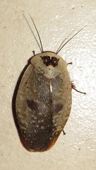 Gyna caffrorum