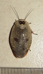 Gyna caffrorum