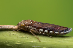 Egidemia fowleri