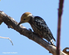 Leiopicus mahrattensis