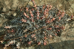 Image of Euphorbia acervata