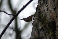 Sitta europaea