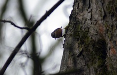 Sitta europaea
