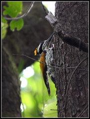 Chrysocolaptes festivus