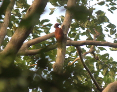 Micropternus brachyurus