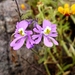 Schizanthus porrigens - Photo (c) javichinga, algunos derechos reservados (CC BY-NC), uploaded by javichinga