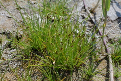 Cyperus pannonicus