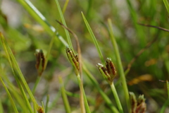 Cyperus pannonicus