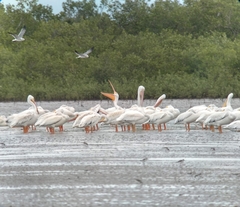Pelecanus erythrorhynchos