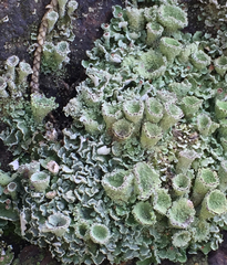 Cladonia asahinae