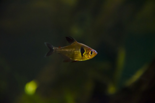 Black phantom tetra (Hyphessobrycon megalopterus) — Characidae — 3