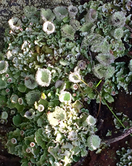 Cladonia asahinae