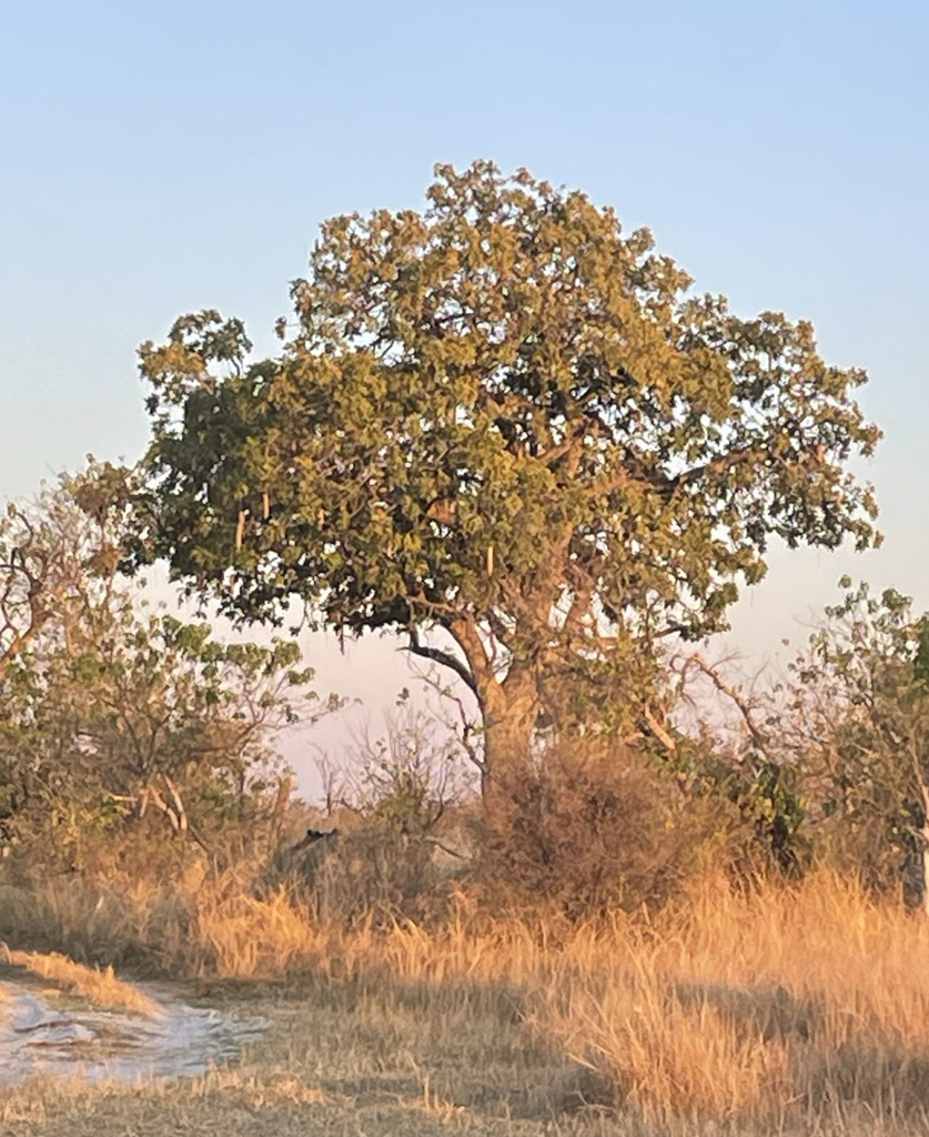 Sausage tree from Ngamiland South District, Botswana on June 25, 2023 ...