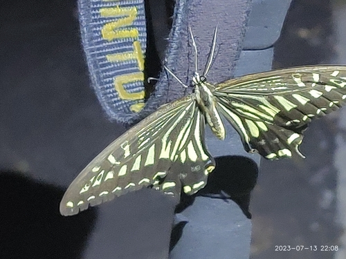 Chinese Yellow Swallowtail