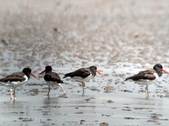 Haematopus palliatus
