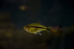 Hyphessobrycon scholzei