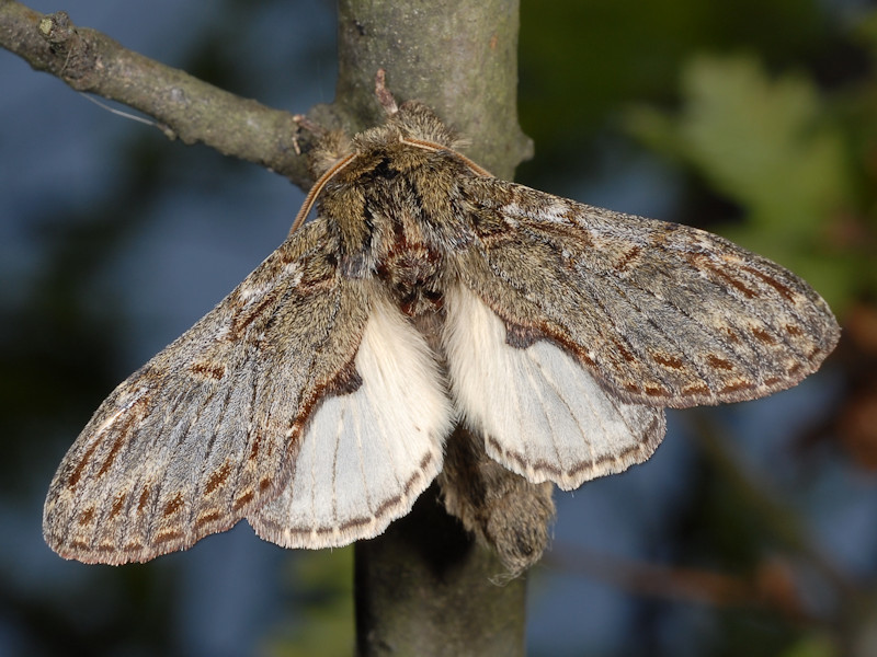 Great Prominent
