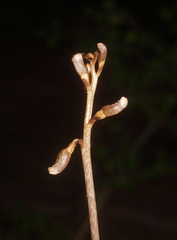 Gastrodia minor