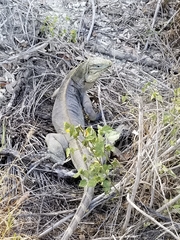 Cyclura nubila