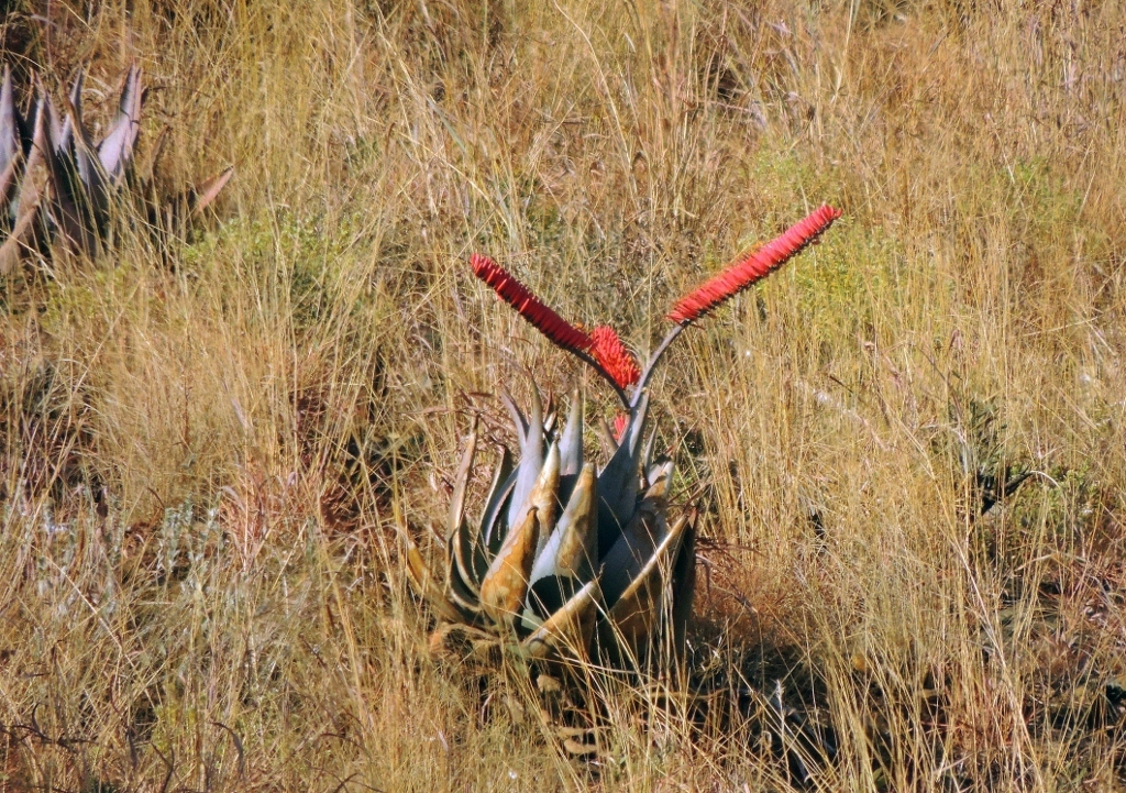 Aloe ortholopha