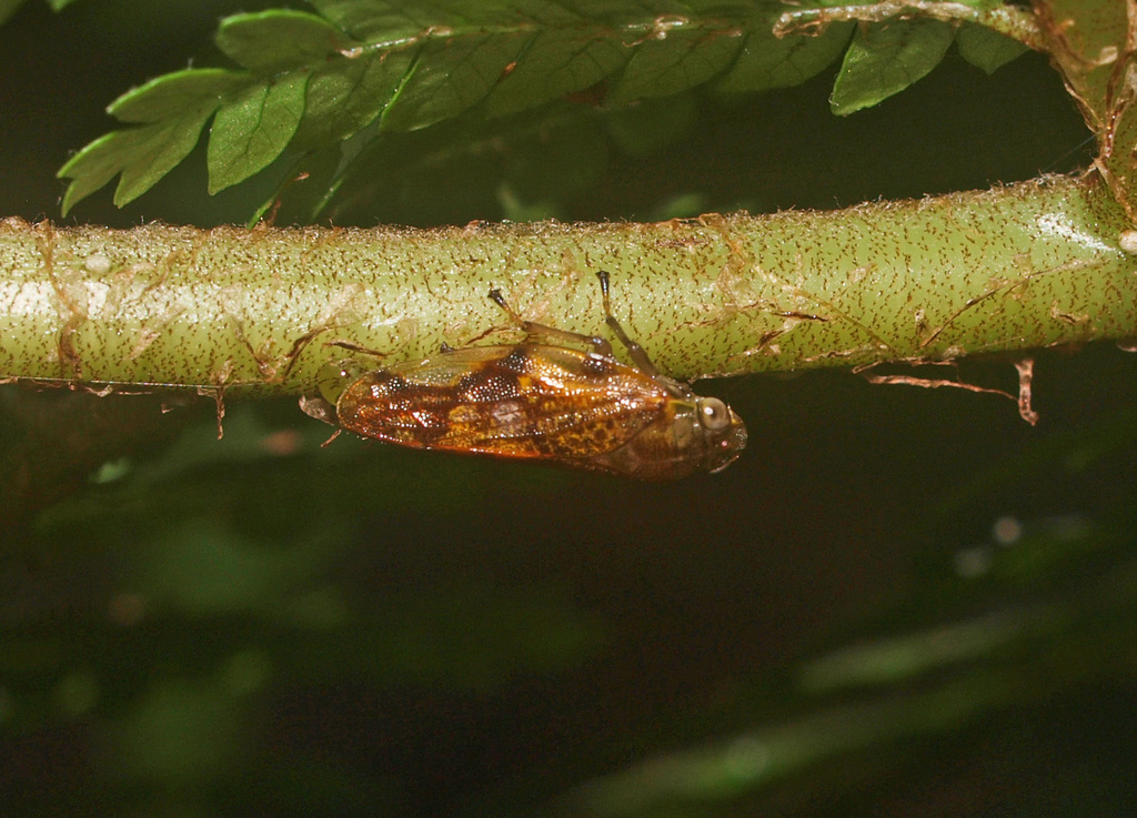 Pseudaphronella