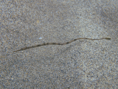 Syngnathus acus