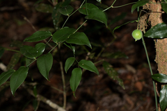 Behnia reticulata image