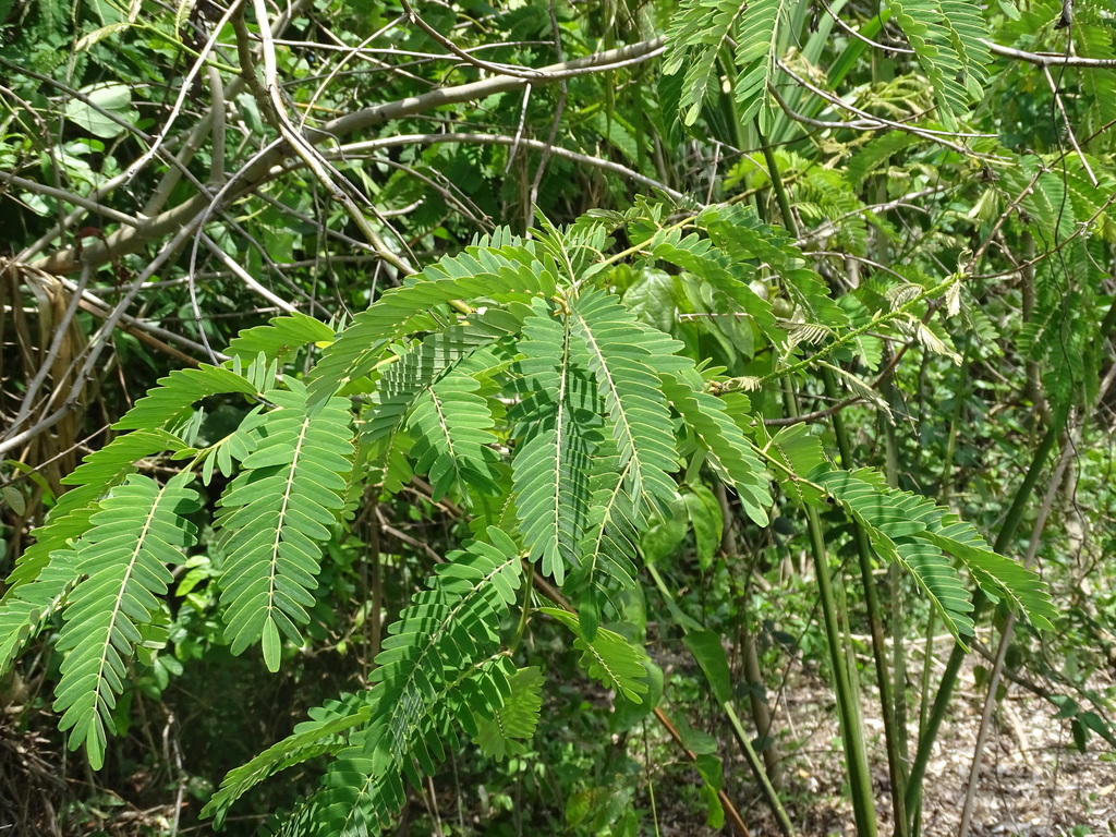 Machaerium isadelphum