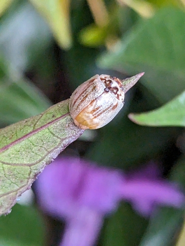 Eucalyptus Leaf Beetle photo 3