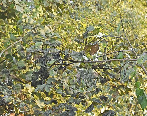 Azanza (Thespesia garckeana)
