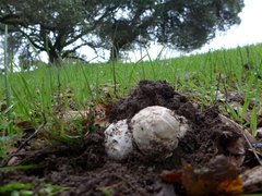 Mycenastrum corium