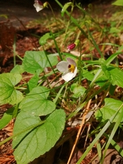 Viola ocellata