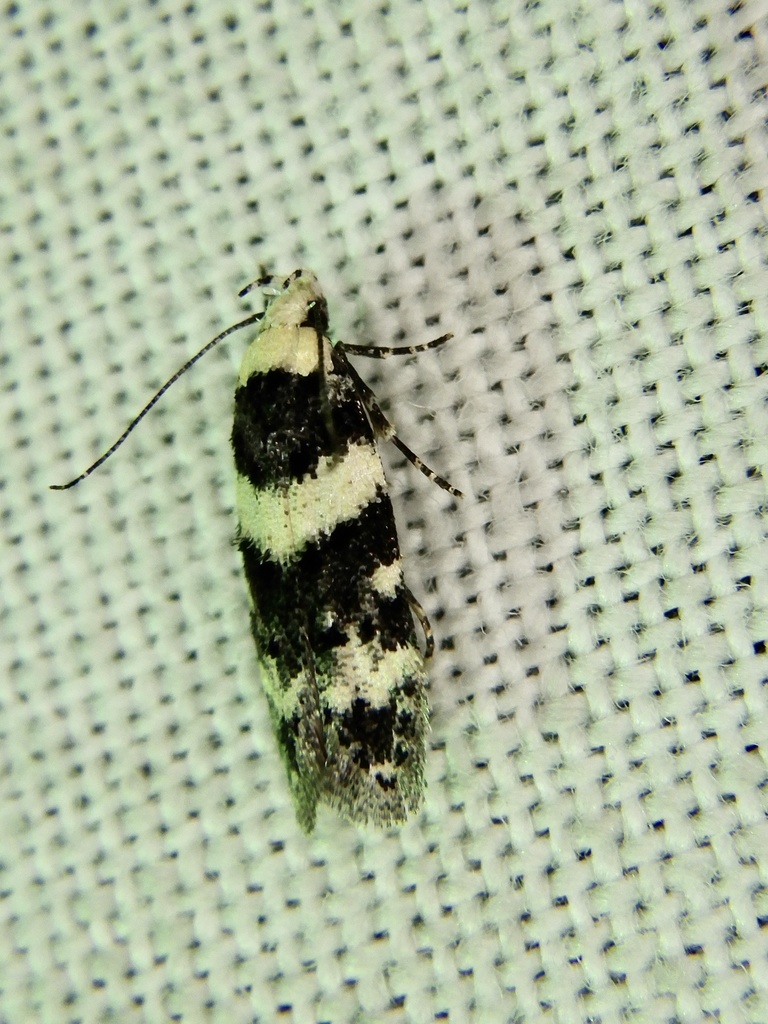 Pseudotelphusa incognitella