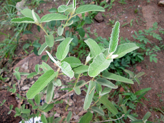Melhania acuminata